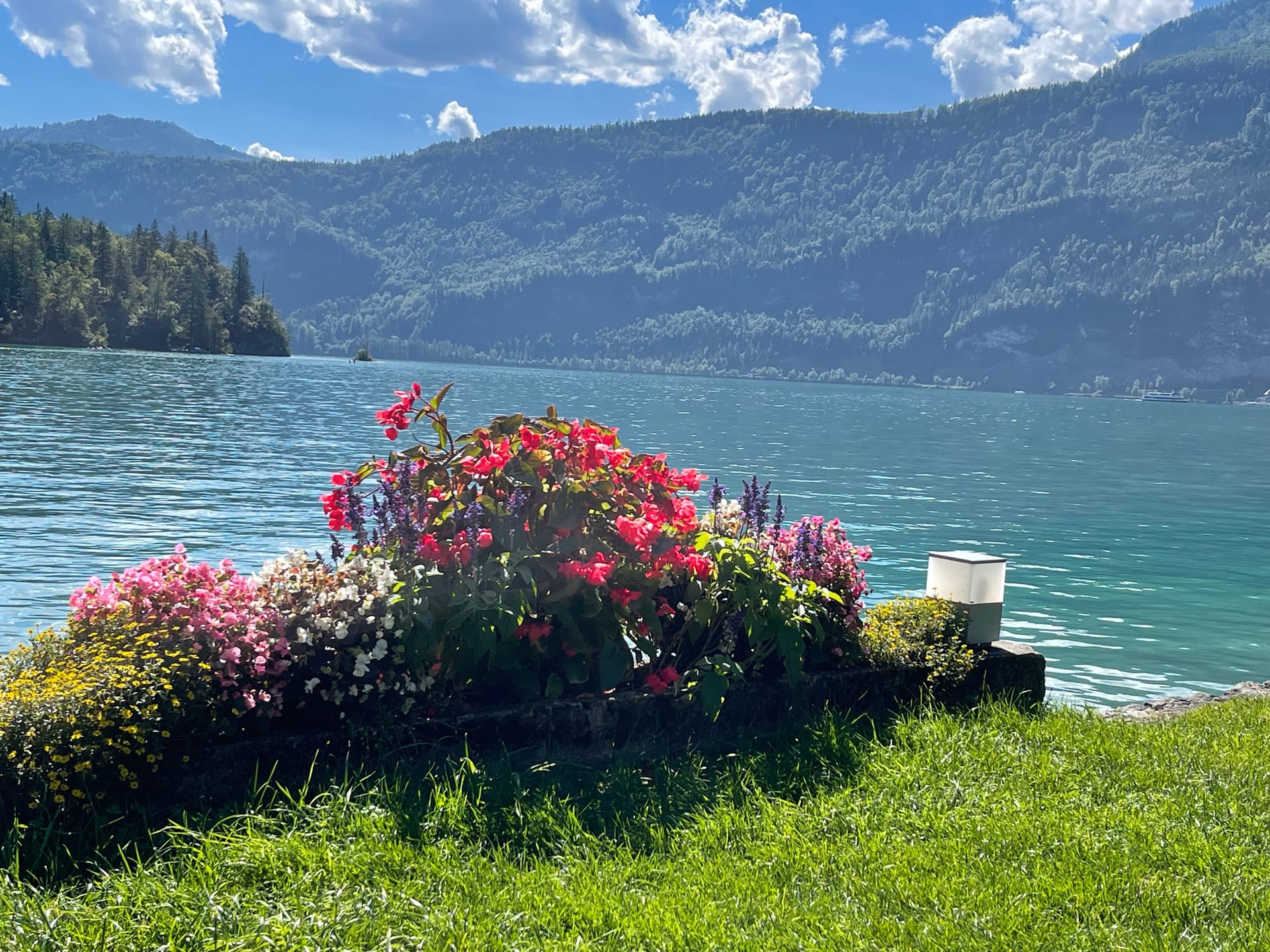 Blumen am Wolfgangsee