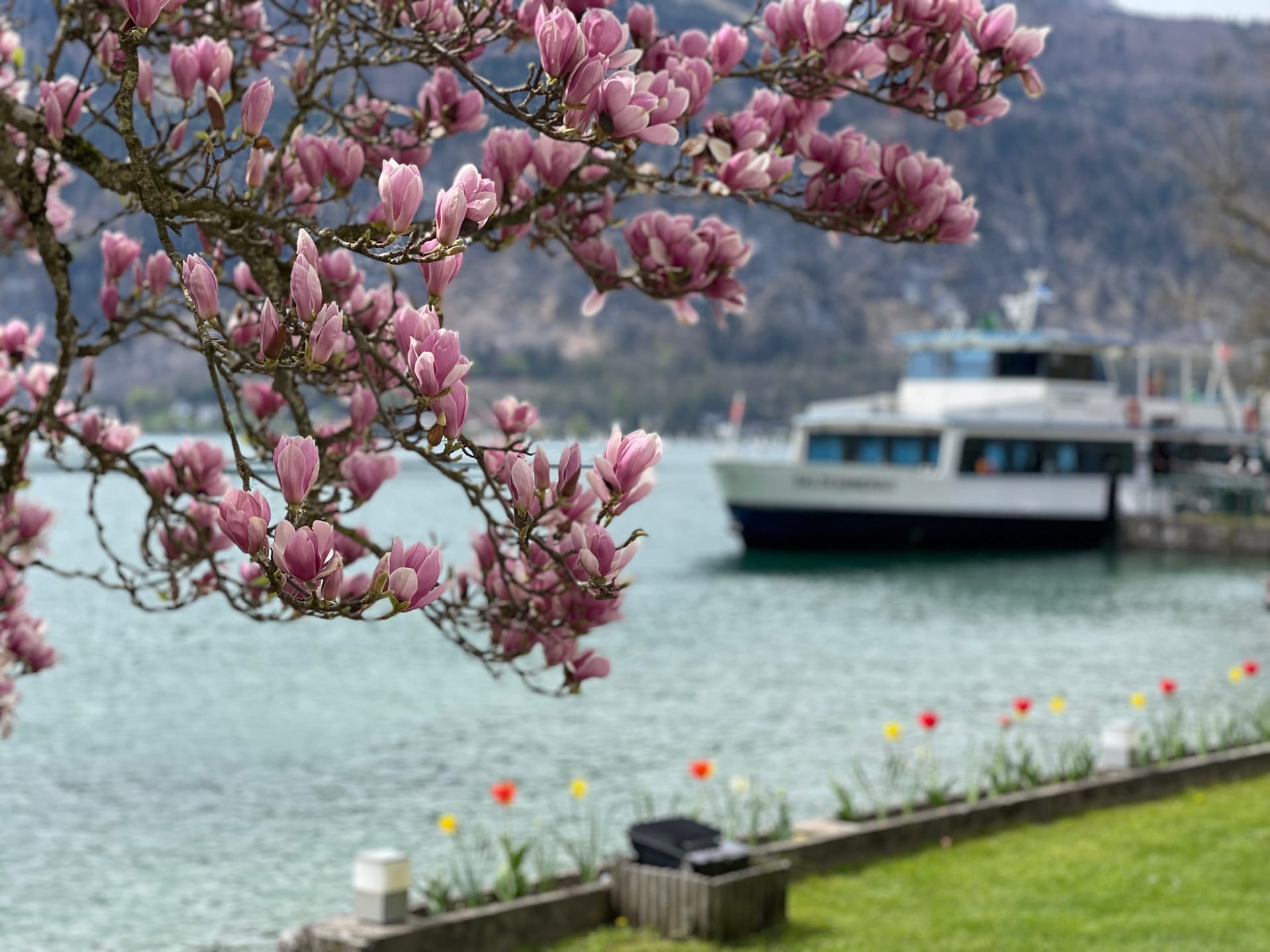 Blühende Magnolien am Wolfgangsee