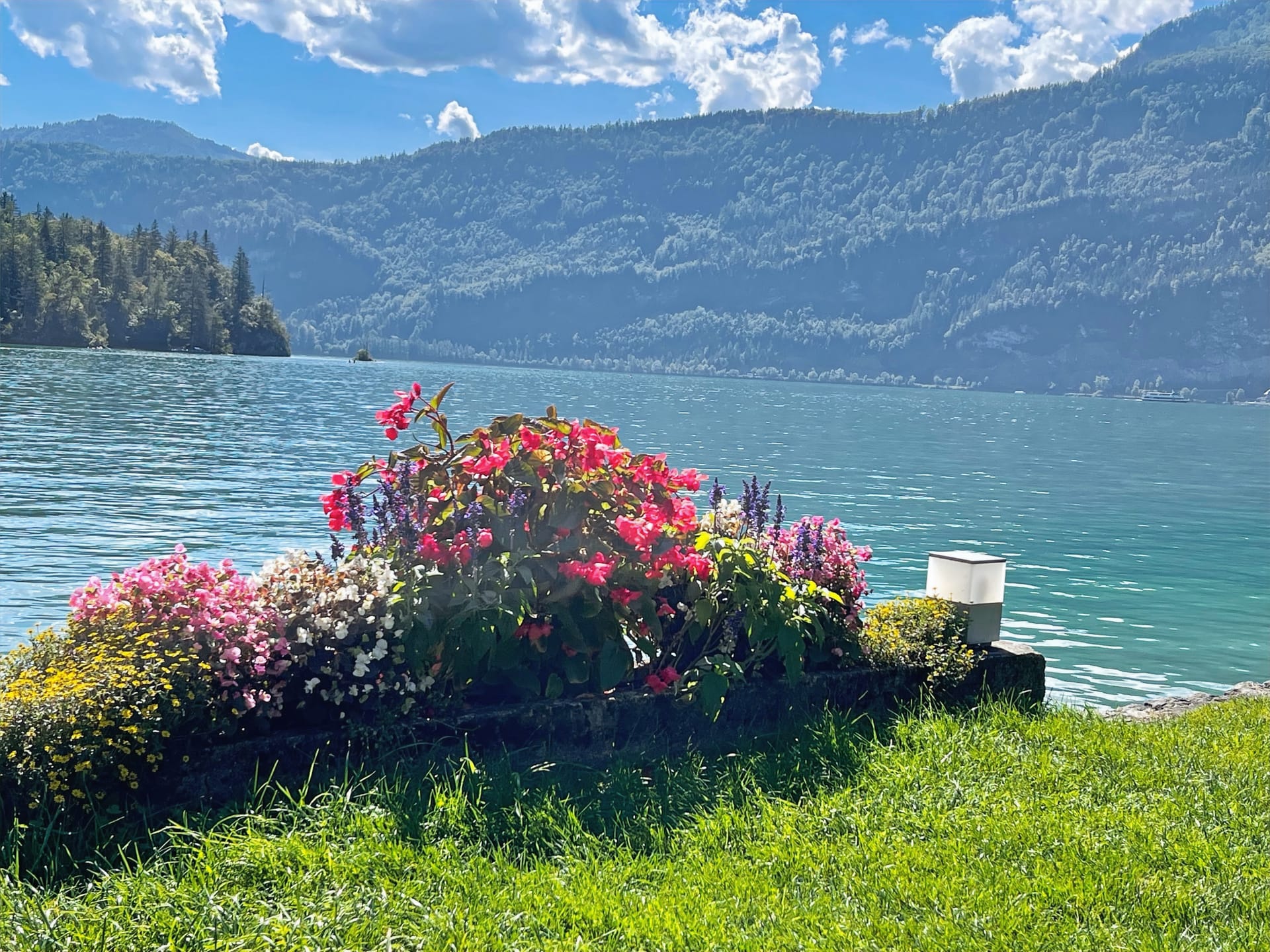 Blumenwiese am Wolfgangsee