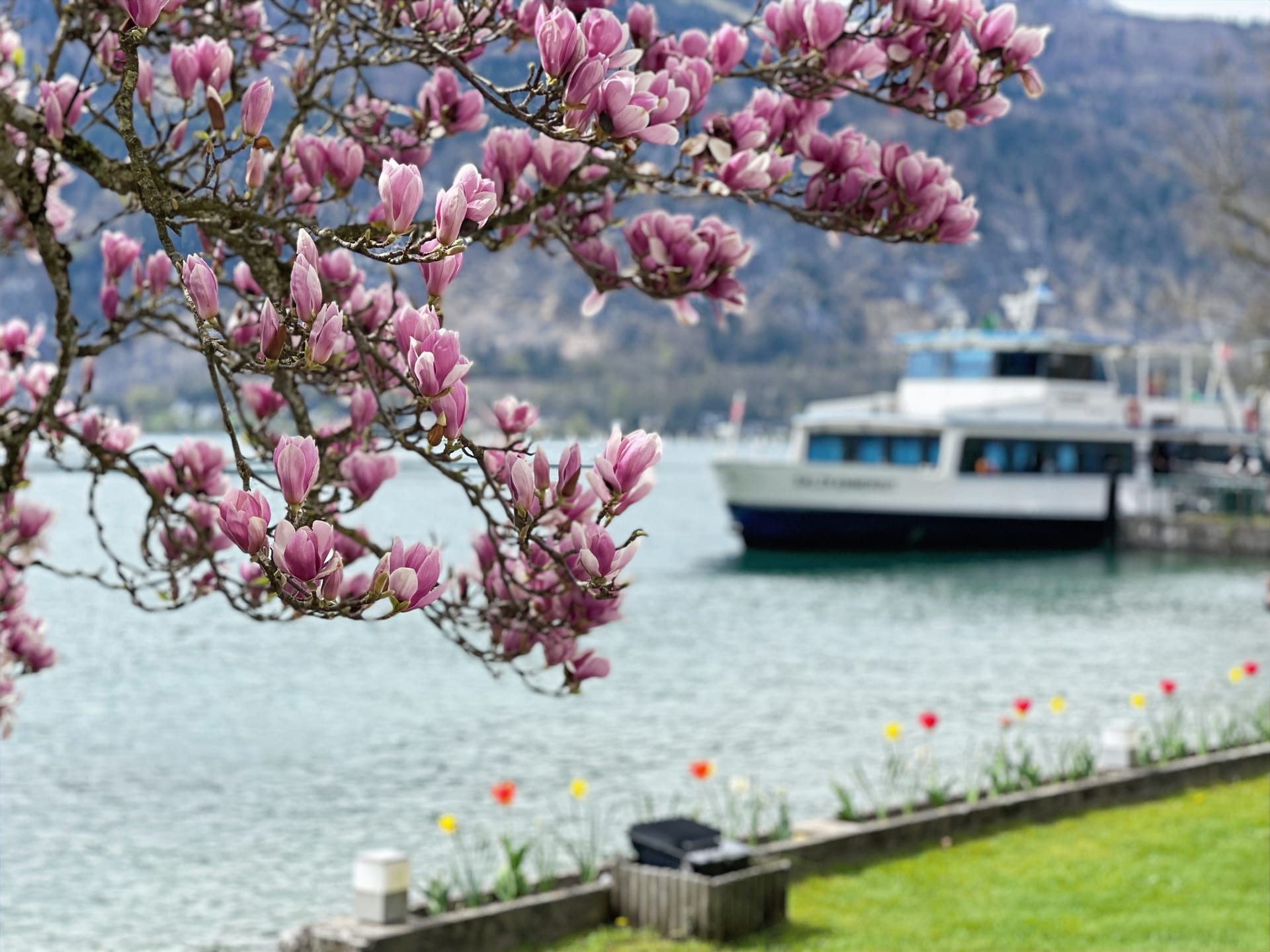 Magnolienblüte am See mit Schiff